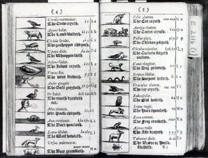 Två sidor från Orbis Sensual Pictus av Comenius, 1659 av English School
