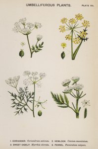 Umbelliferous växter (färg litho) av English School