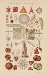 Under mikroskopet: Gregarinida, Polycystina, Foraminifera, Rotifera, etc (färglitografi) av English School