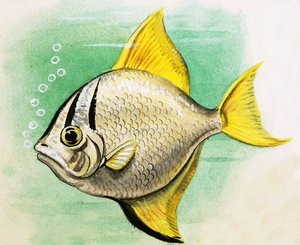 Oidentifierad fisk av English School