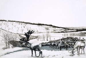 Oidentifierad hjord av renar av English School