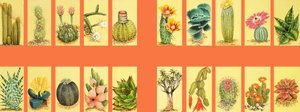 Montage le iloa o cactiswed av English School