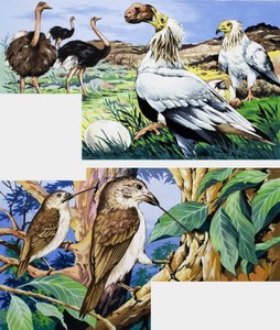 Unusual eating habits of birds av English School