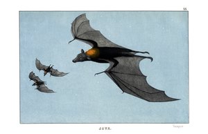 Vampyr av English School