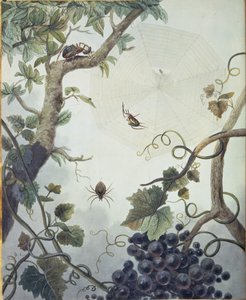 Olika spindlar och ett nät, illustration från 