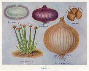 Grönsaksodlarguide: Lök (färg litho) av English School