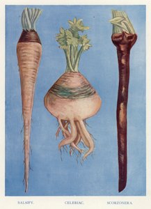 Grönsaksodlarguide: Salsify, selleri, skorzoner (färg litho) av English School