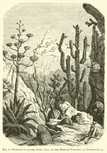 Vegetation (aloer, kaktusar, etc), i de mexikanska högländerna, eller Tierras Frias av English School