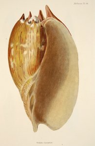 Veluta Georgina, från The Mollusca and Radiata, pub. 1833 (handfärgad gravyr) av English School