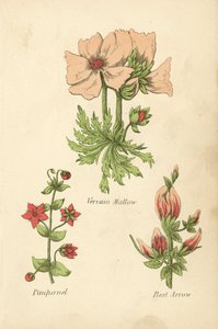 Vervain Mallow, Pimpernel, Rest Arrow (färglitografi) av English School