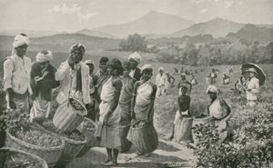 Utsikt över en teträdgård i Ceylon av English School