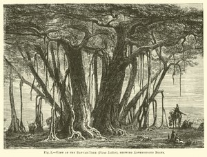 Vy över Banyan-trädet (Ficus Indica), som visar adventitious rötter av English School
