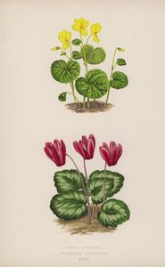 Viola Biflora; Cyclamen Repandum (färg litho) av English School
