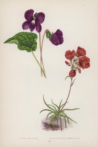 Viola Obliqua; Calandrinia Umbellata (färglitografi) av English School
