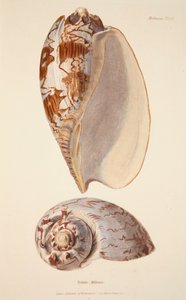 Voluta Miltonis, pub. 1833 handfärgad gravyr. av English School