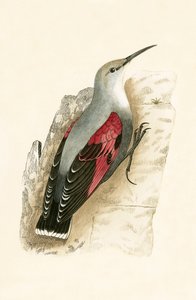 Väggkrypare, illustration från "A History of the Birds of Europe Not Observed in the British Isles" av Charles Robert Bree (1811-86), publicerad 1867.
