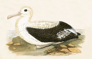 Vandrande albatross, illustration från "A History of the Birds of Europe Not Observed in the British Isles" av Charles Robert Bree (1811-86), publicerad 1867