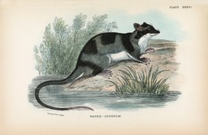 Vatten-Opossum av English School