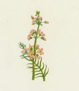 Vattenviol, Hottonia Palustris av English School