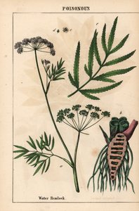Vattenhöna som visar löv, rotstruktur och blommor. Cicuta virosa   , från "The Instructive Picturebook, or Lessons from the Vegetable World," [Charlotte Mary Yonge], Edinburgh av English School