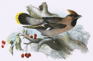 Waxwingswed