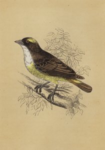 Weaver Bird (färg litho) av English School