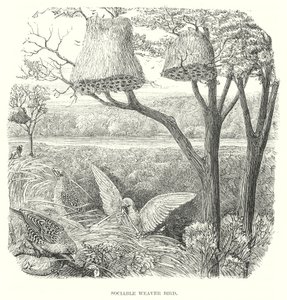 Vävare Fåglar (gravyr) av English School