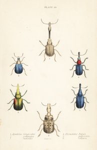 Vivlar: Attelabus longicollis 1, Attelabus gematus 2, Attelabus ruficollis 3, Byctiscus populi 4, Rhycnhites pubescens 5 och Rhynchites collaris 6 av English School