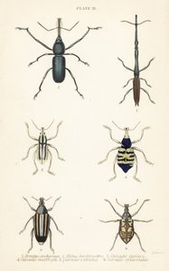 Vivlar: Brentus ancharago 1, Rhina barbirostris 2, Curculio cuviera 3, Eupholus geoffroyi 4, Larinus björn 5 och Curculio sphacelatus 6 av English School