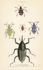 Vivlar och skalbaggar: Curculio latreillii 1, Curculio sexdecempunctatus 2, Trichaptus mutillarius 3, Pissodes castaneus 4 och Calandra heros 5 av English School