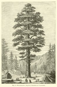 Wellingtonia (Sequoia) Gigantea i Kalifornien av English School