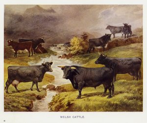 Welsh Cattle (färg litho) av English School