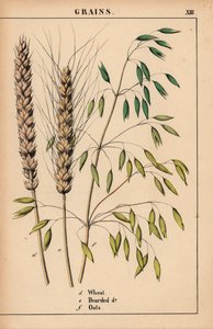 Vete, skäggvete och havre.  , från "The Instructive Picturebook, or Lessons from the Vegetable World," [Charlotte Mary Yonge], Edinburgh av English School