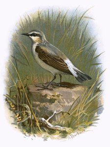 Vetear
