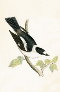 Vitkragad flugsnappare, illustration från "A History of the Birds of Europe Not Observed in the British Isles" av Charles Robert Bree (1811-86), publicerad 1867