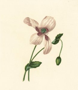 Vit vallmo, Papaver Somniferum (färglitografi) av English School