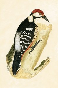 White Rumped Woodpecker, illustration från "A History of the Birds of Europe Not Observed in the British Isles" av Charles Robert Bree (1811-86), publicerad 1867 av English School