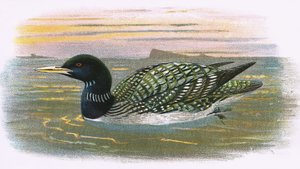 White Bill Diver av English School