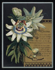 Vit passionsblomma, julhälsningskort. (chromolitho) av English School