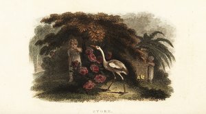 Vit stork, Ciconia ciconia, leker kurragömma med barn i en trädgård av English School