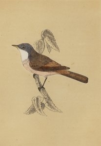 Whitethroat (färg litho) av English School