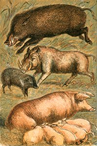 Vildsvin, vårtsvin, peccary, sugga och grisar av English School
