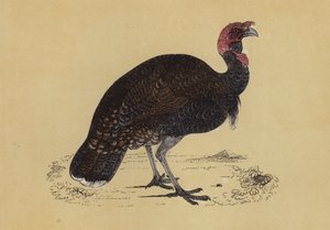 Wild Turkey (färglitografi) av English School