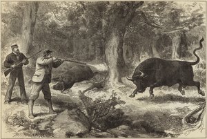 Vild tjurskytte på Galapagosöarna