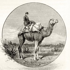 Woman on a Camel in Australia, c.1880, från 