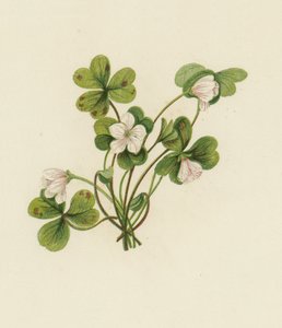 Trä-Sorrel, Oxalis Acetosella (färg litho) av English School