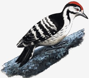 Hackspett (Downy Woodpecker) av English School