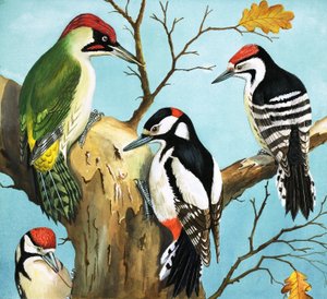 Hackspettar (gouache på papper) av English School