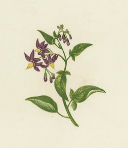 Woody Nightshade, eller Bitter Sweet, Solanum Dulcamara (färg litho) av English School