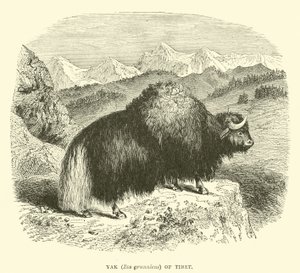 Yak (Bos grunniens) i Tibet av English School